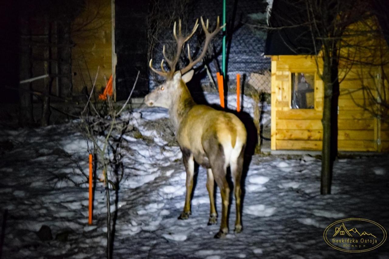 Beskidzka Ostoja Koszarawa Esterno foto