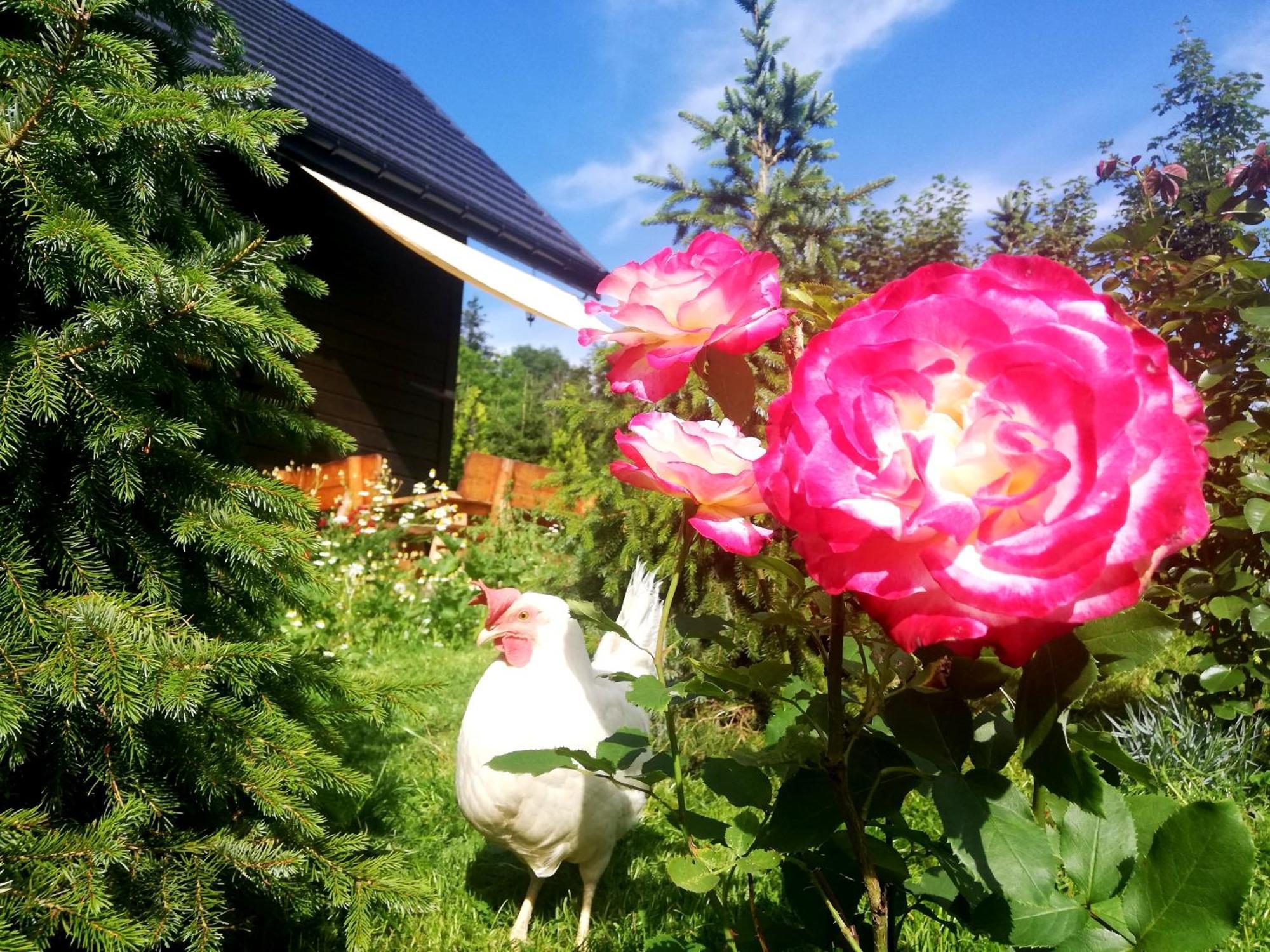 Beskidzka Ostoja Koszarawa Camera foto